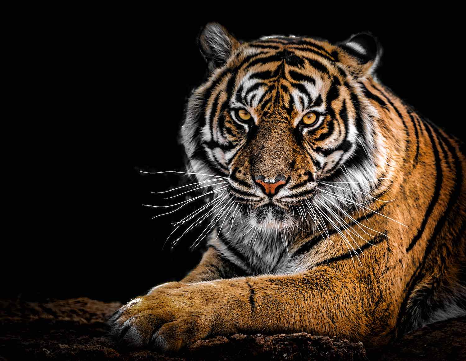 Tiger King Will